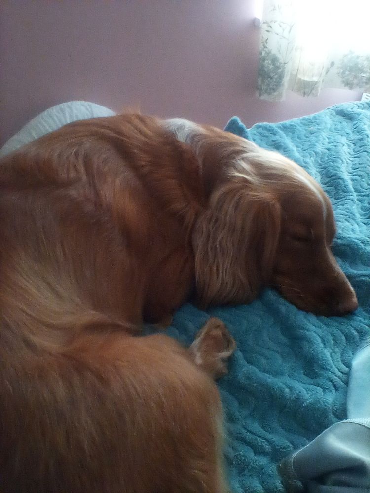 A ginger cocker spaniel asleep on a bed with a blue blanket.