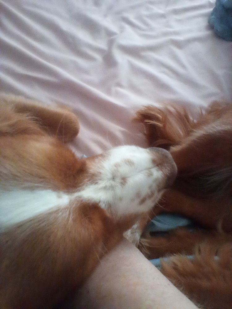 Ginger and white spaniel is asleep on my arm