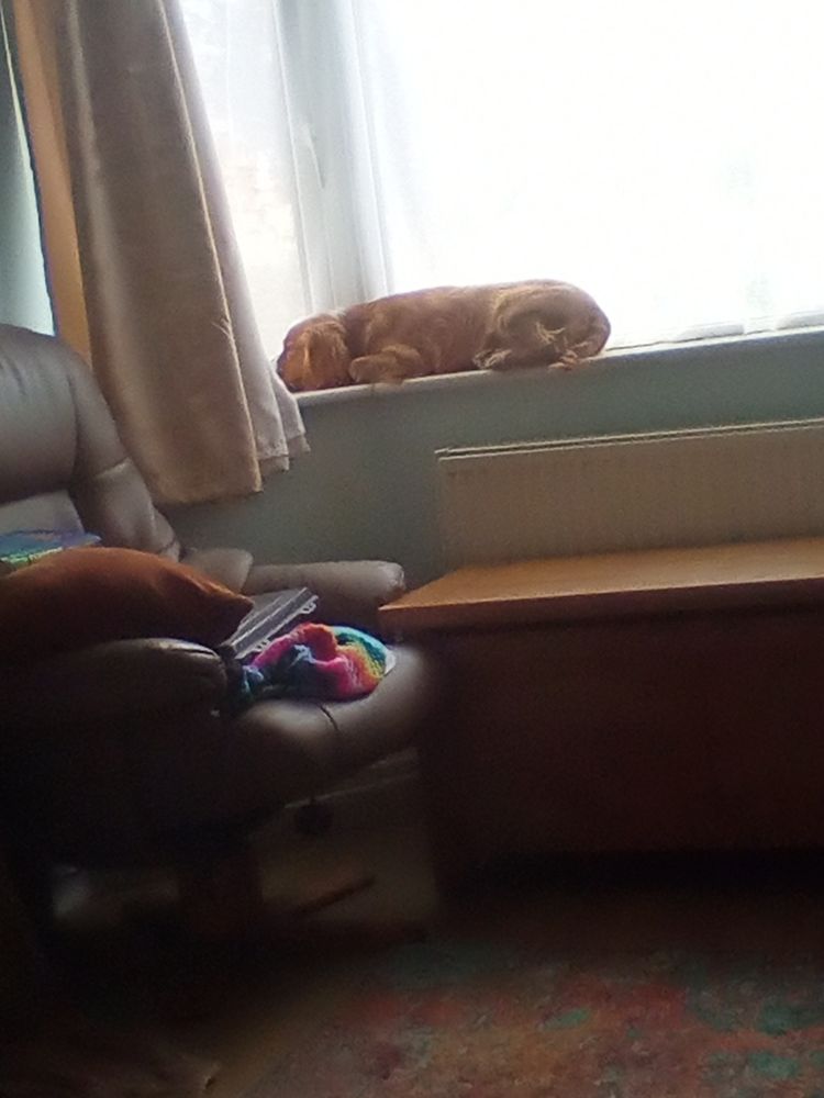 Small ginger dog lying on a windowsill watching the world go by