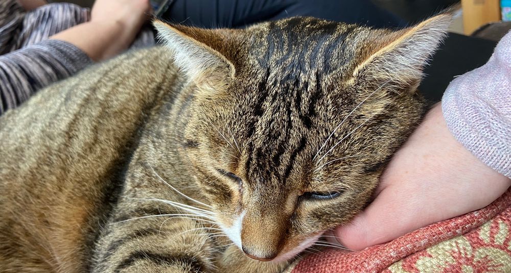 Tiger, a brown tabby cat, resting his head on my hand
