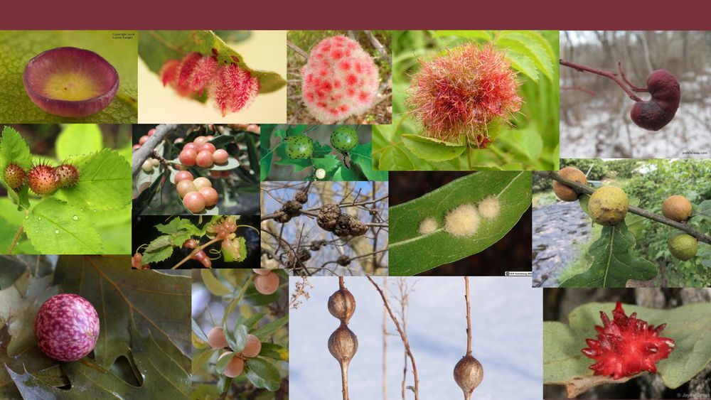 Many examples of the diversity in morphology of insect induced galls from hairy to colorful to spiky. 