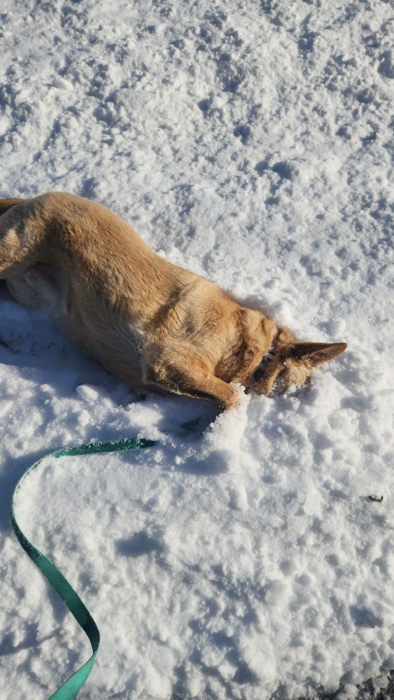 My dog in the snow being a goofball.