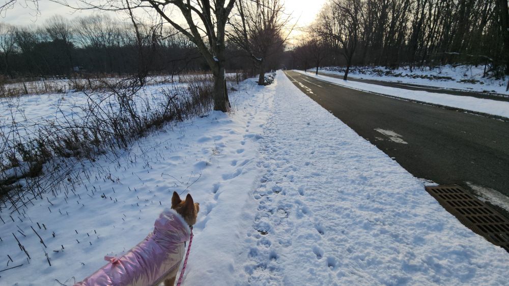 A cold morning view down a street lined with snow-covered sidewalks. Bare trees surround it with a snow-covered field to the left. A mid sized dog stands in the foreground wearing a silly iridescent pink coat with a little bow on the back.