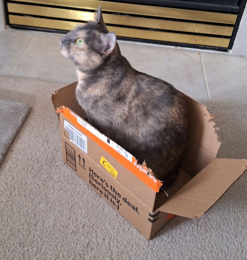A dilute tortoiseshell cat sitting in a box and looking out the window.