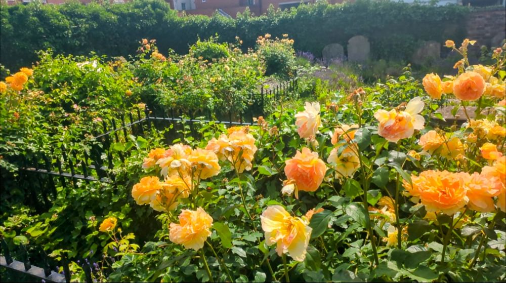 Glorious tangerine roses, multiple heads bobbing in the sunshine 
