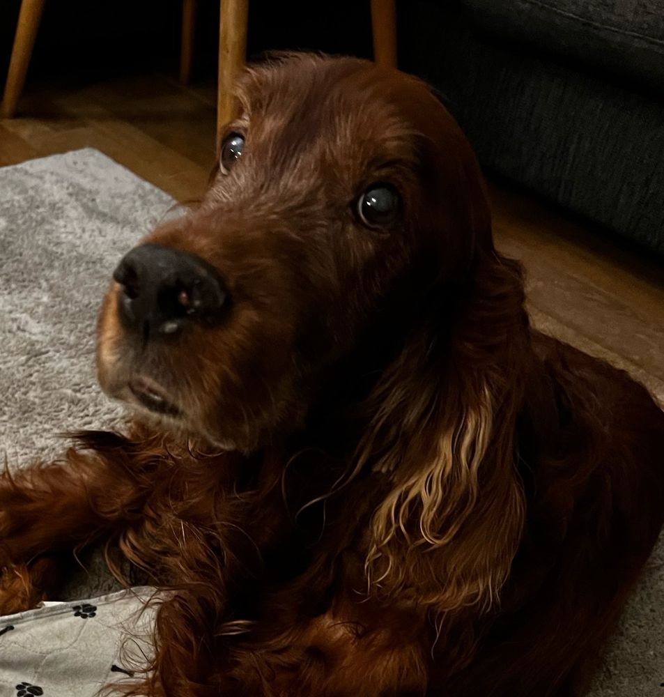 Punainen irlanninsetteri.