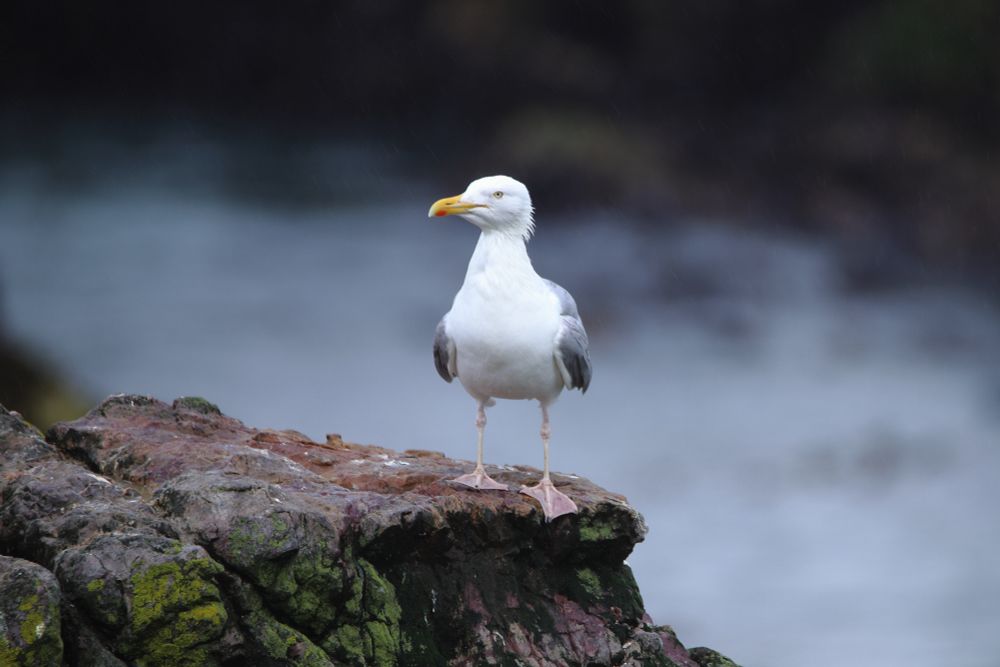 A herring gull rests on a seacliff