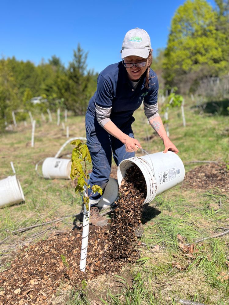 Mulching the trees planted in Crane Park
