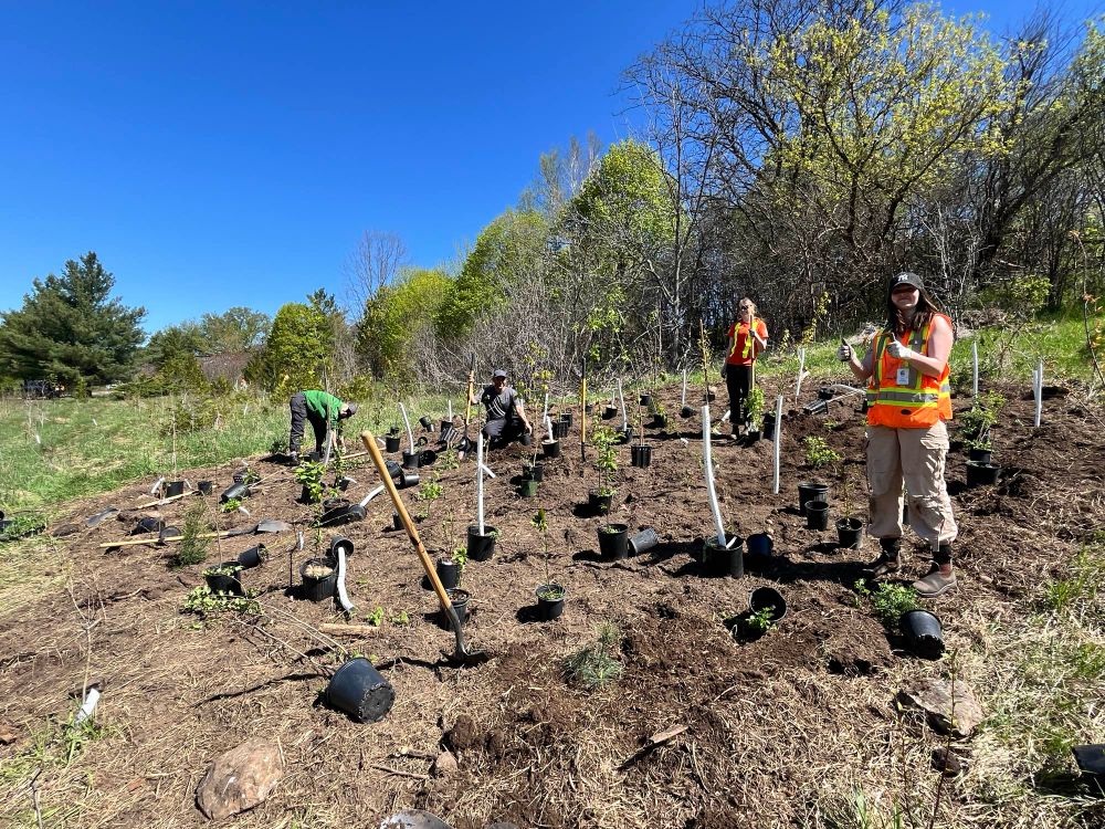 City Of Guelph Parks nationalization crew planting a mini forest node in Crane Park.