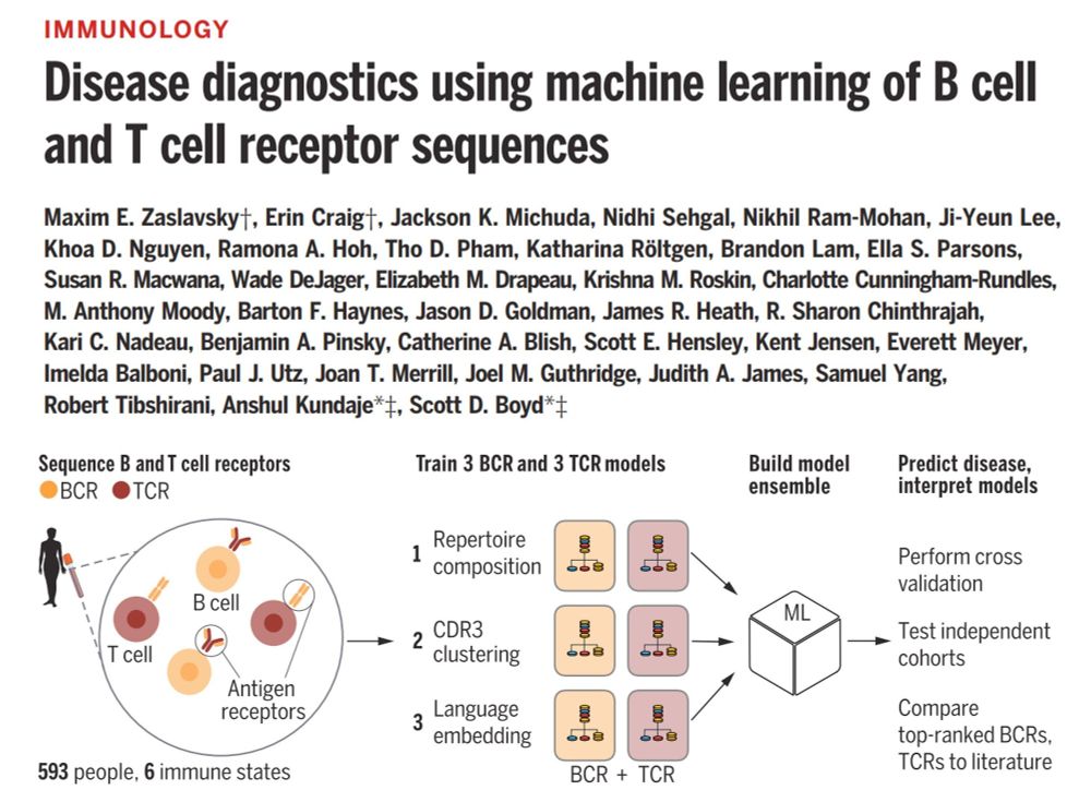 A figure showing a model for using BCR and TCR sequences to classify immunological disorders.