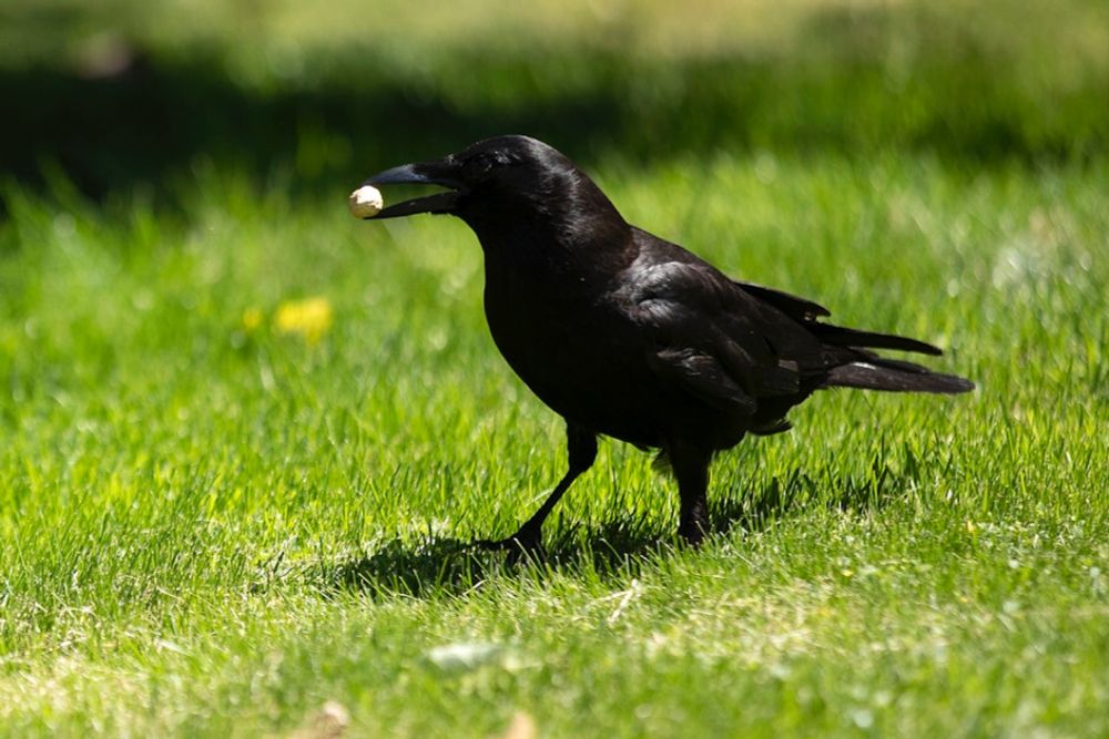 Seattle crows are so smart, they’re challenging what we know about evolution