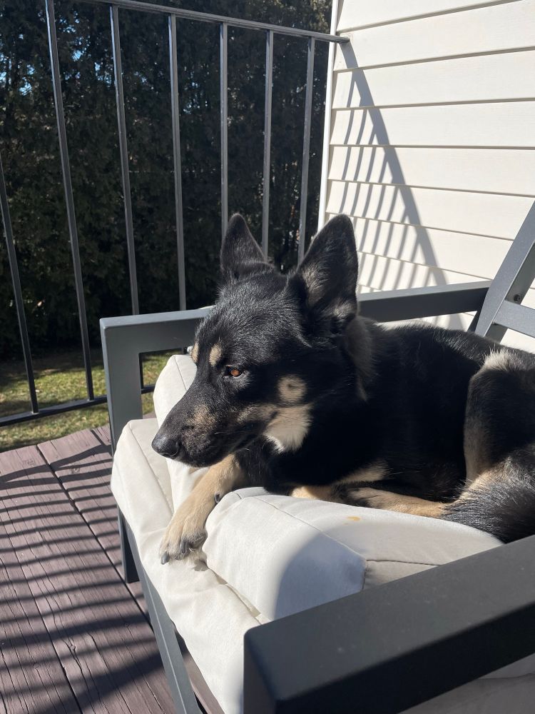 Dog sunbathing in balcony