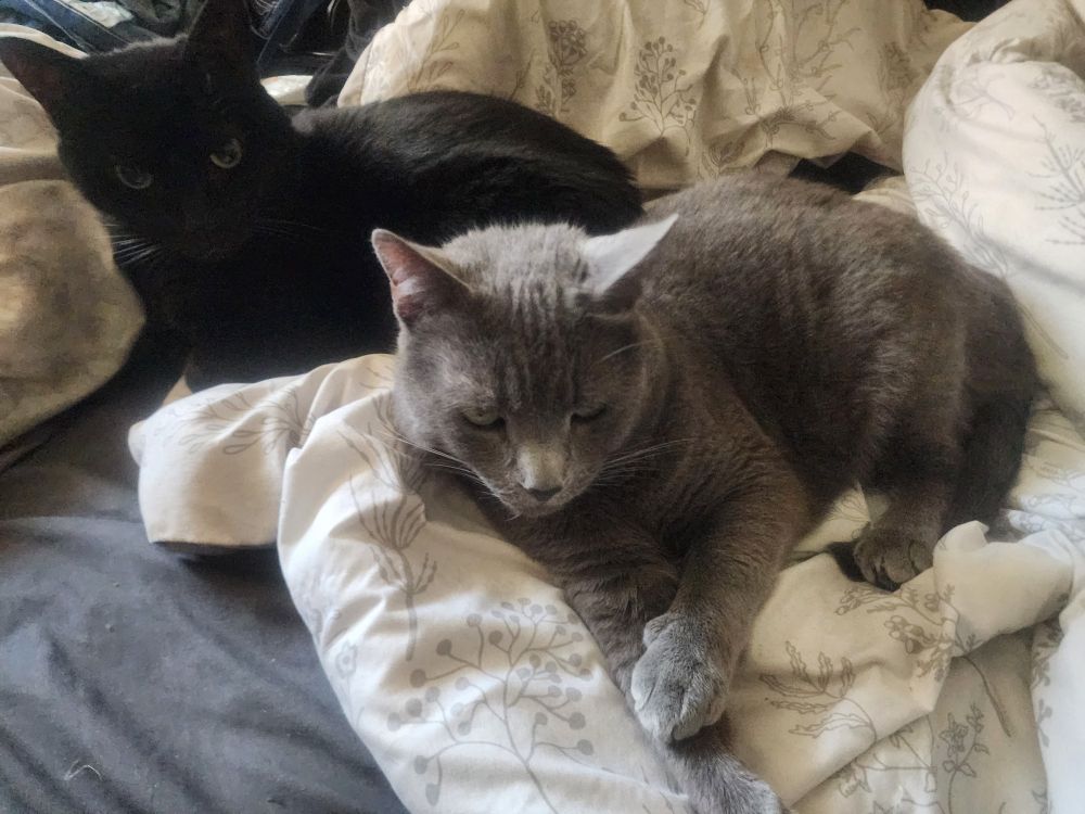 my gray cat sable and my roommate's black cat chilling on my bed this time closer