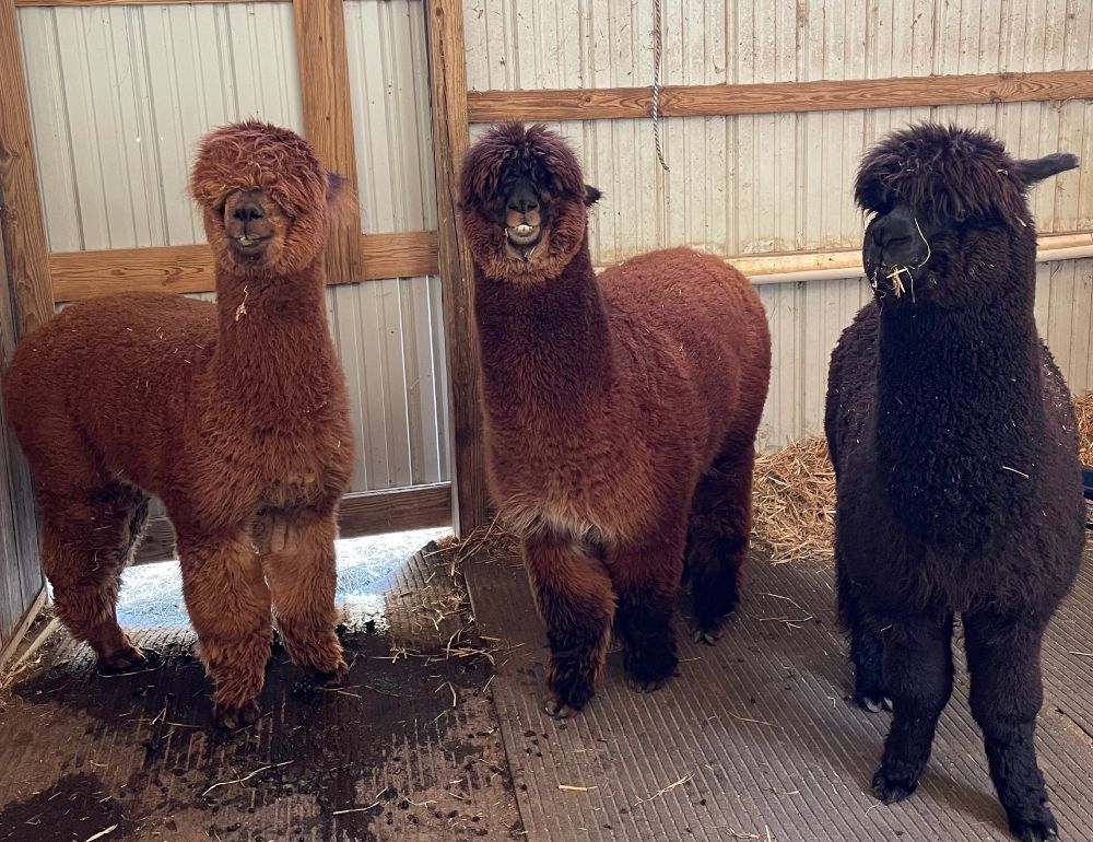 Three very fluffy boys just before being sheared.
