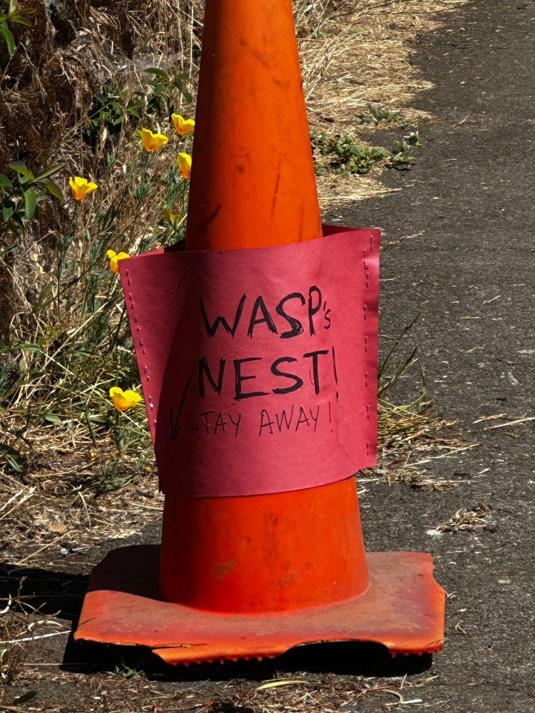 Orange cone that says wasp nest.