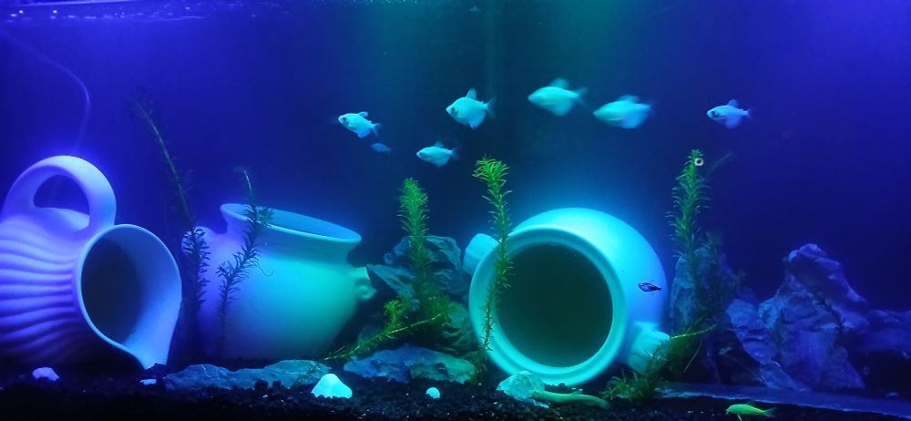 A photo of an aquarium with an android camera