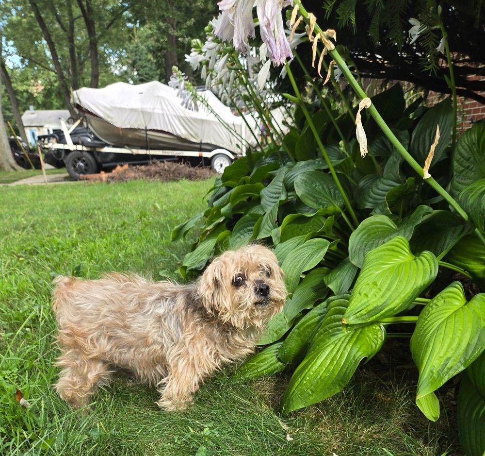 Small Shih Tzu mix dog standing on grass near a garden with taller flowers. Dog has shaggy light hair and a nub tail.