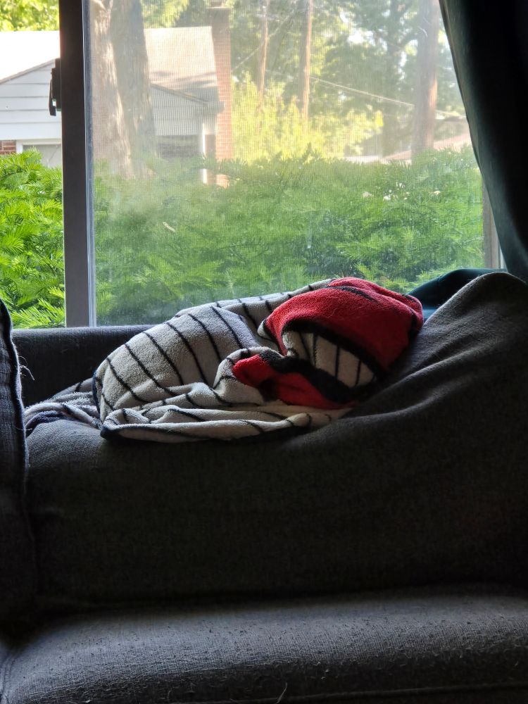 There is a lump of blanket on the back of a couch with a terrier mix dog complete borrowed under it.
