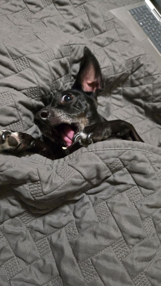 Black dog with graying muzzle with ears up, eyes wide, and mouth open covered to top paws by a blanket 