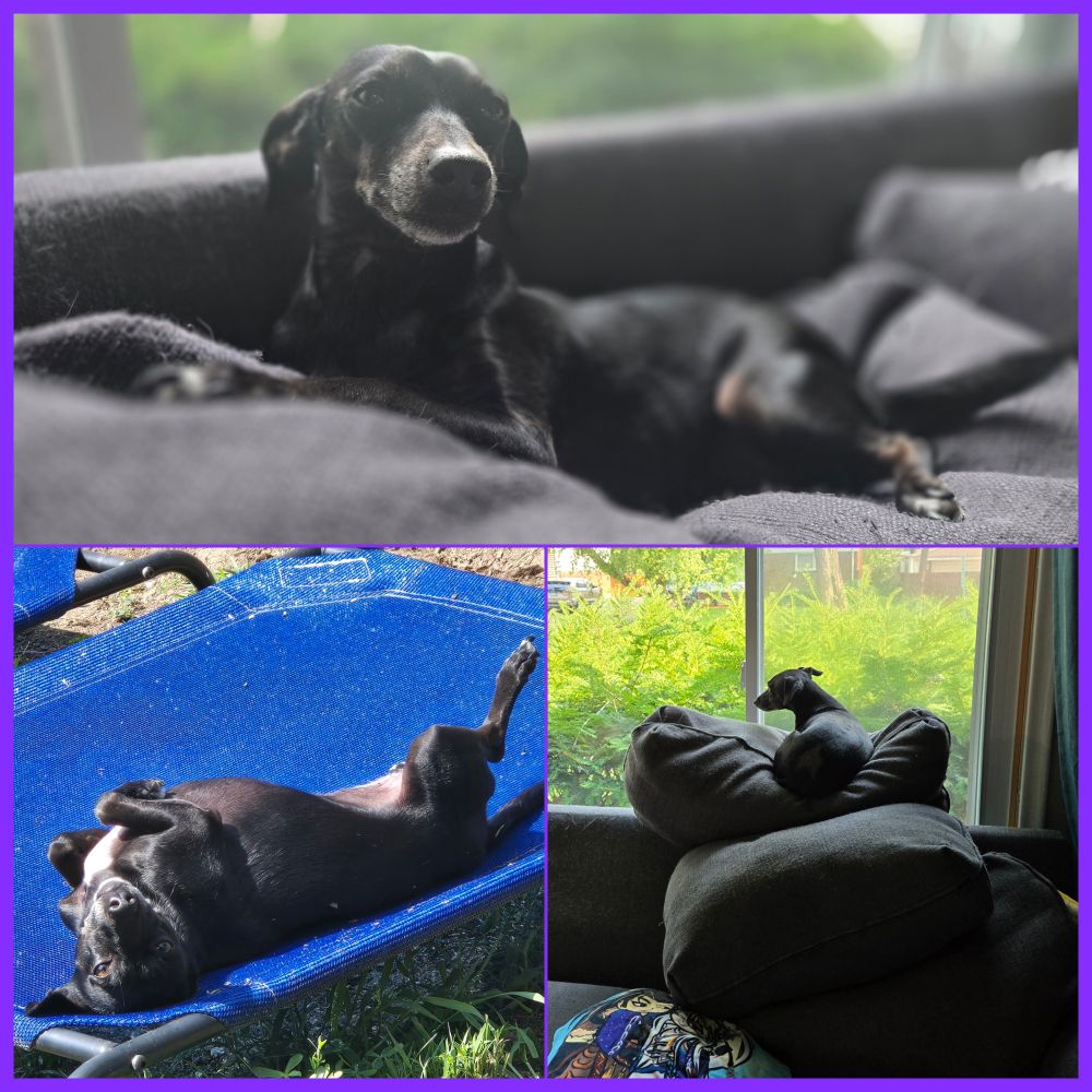 Picture is a collage of three photos of a small black dachshund, mixed dog being the diva she is.
