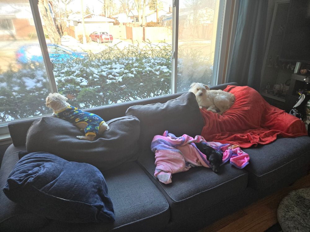 Three dogs resting on a couch.