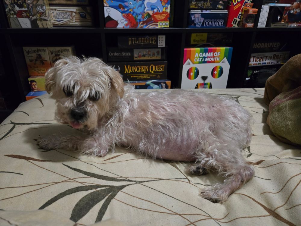 Picture of a small dog on a mattress doing a blep.