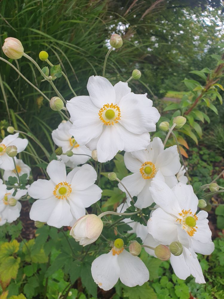 Bild einer Herbst-Anemone