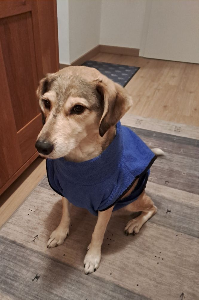 Hündin hat ihren Bademantel an und schaut beleidigt