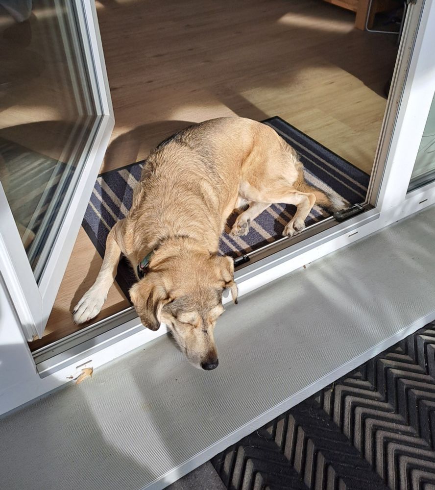 Hündin liegt innerhalb von der Terrassentür und genießt die Sonne 