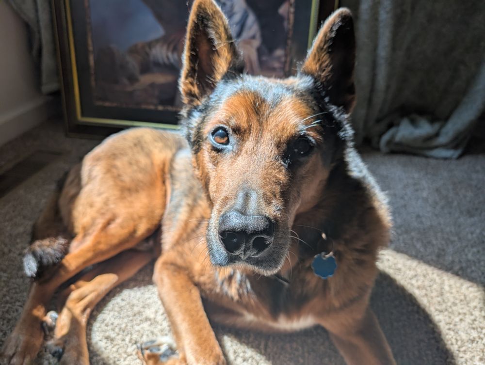 My dog Tenzin in a sunny patch