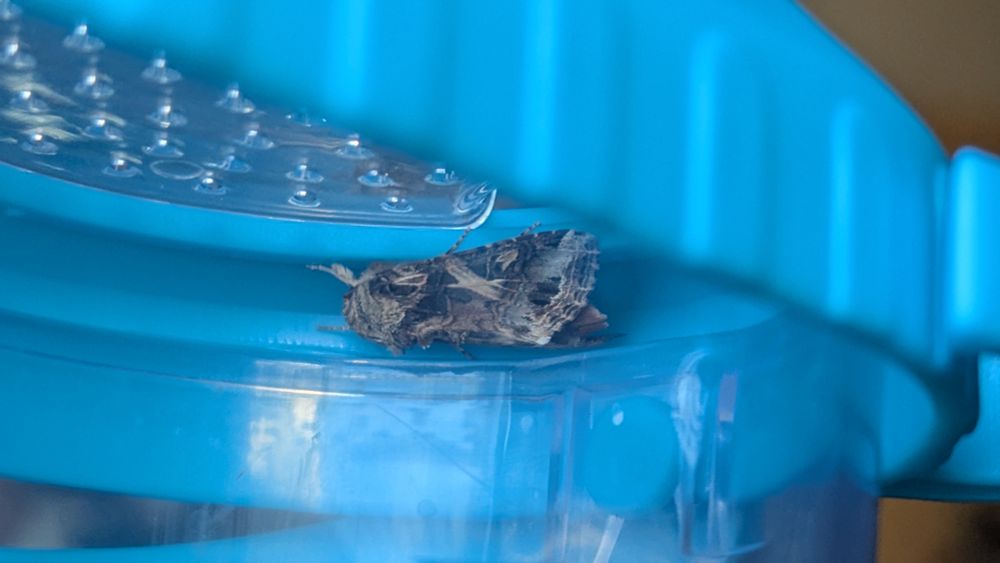 Moth with heavily patterned brown wings, presumably for camouflage against tree bark, but it's not doing a good job hiding against the bright blue lid of the container it's in.