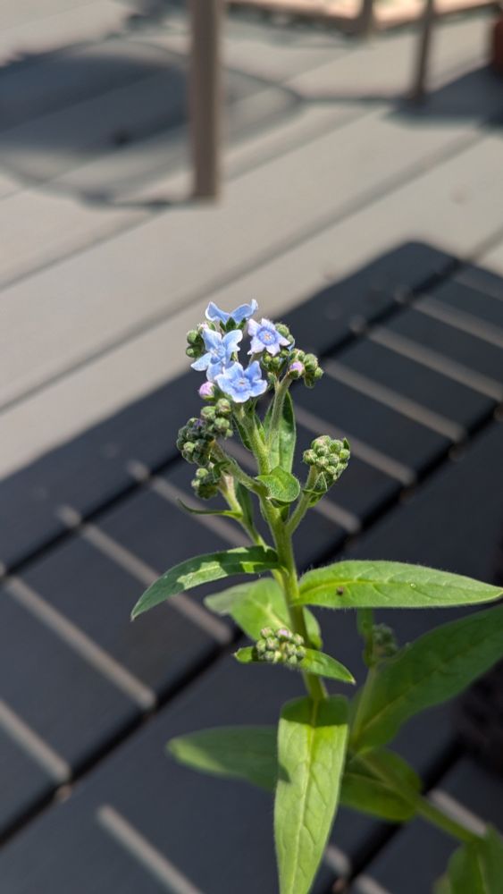 Photo of another Chinese Forget Me Not plant, with a few buds starting to bloom