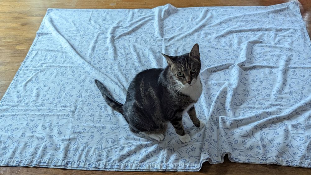 A white bedhseet with blue flower pattern spread out on the floor for cutting, and a tabby cat sitting atop it, causing the fabric to scrunch up making it less than ideal for cutting