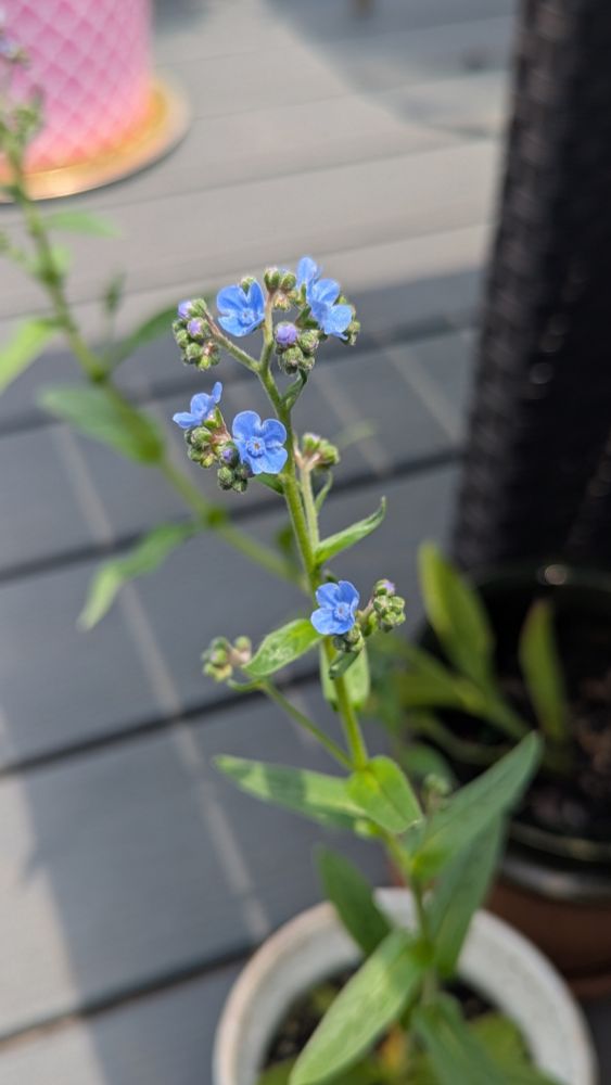 Photo of a Chinese Forget Me Not plant, with a few buds starting to bloom