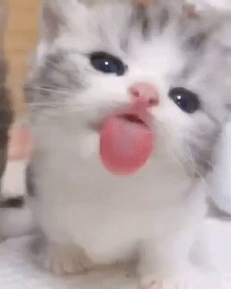 a close up of a kitten sticking out its tongue .