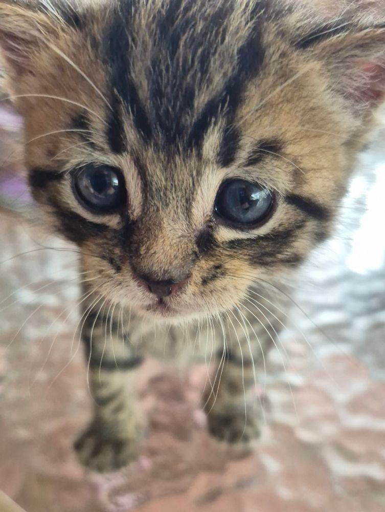 Close up of a nearly 3 week old tabby 😸 