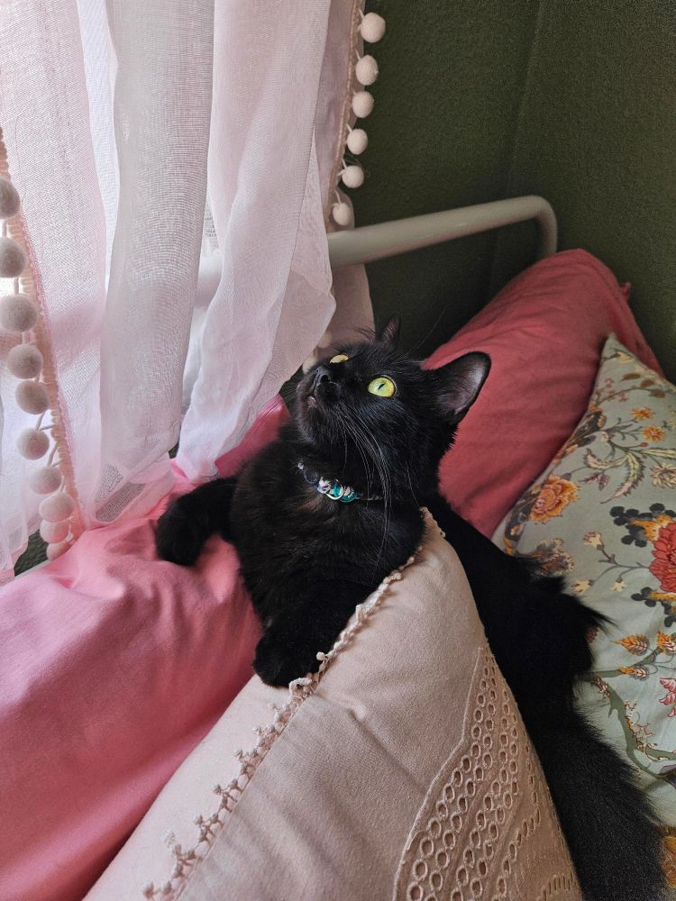 La Mochita, una gatita negra de ojos verdes postrada entre varios cojines rosas mirando por la ventana.