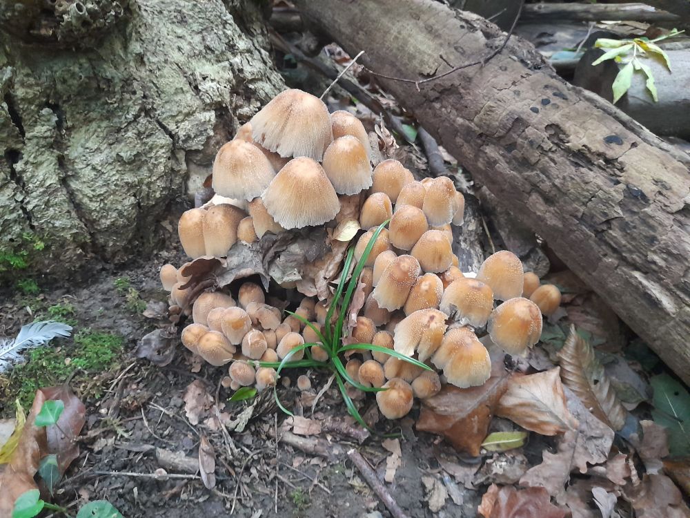 Eine Gruppe hellbrauner Pilze auf Waldboden.