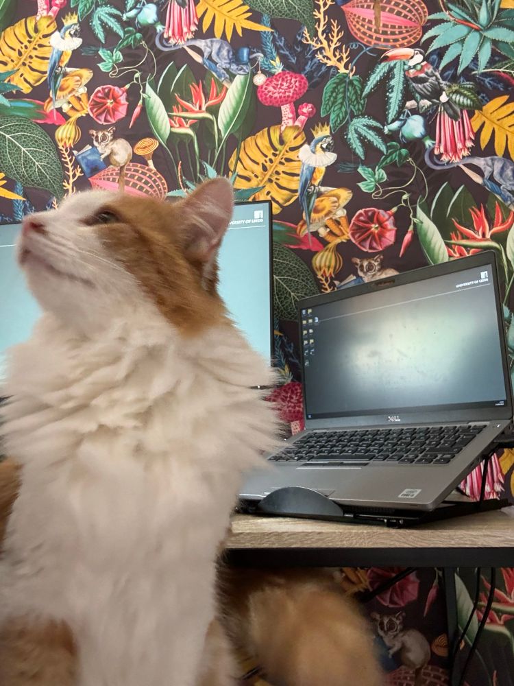 Image shows a ginger cat looking up blocking a computer screen. There is patterned wallpaper in the background included a parrot with a crown on. 