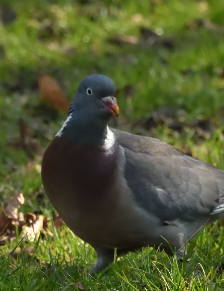 Wood pigeon