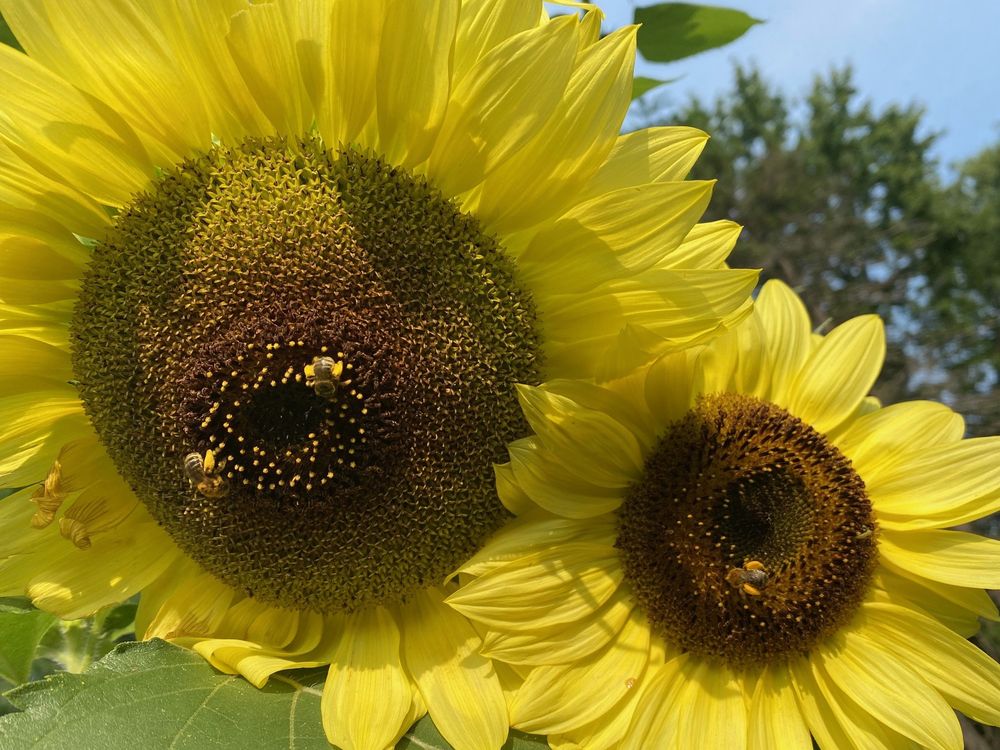 bees enjoying some sunflowers