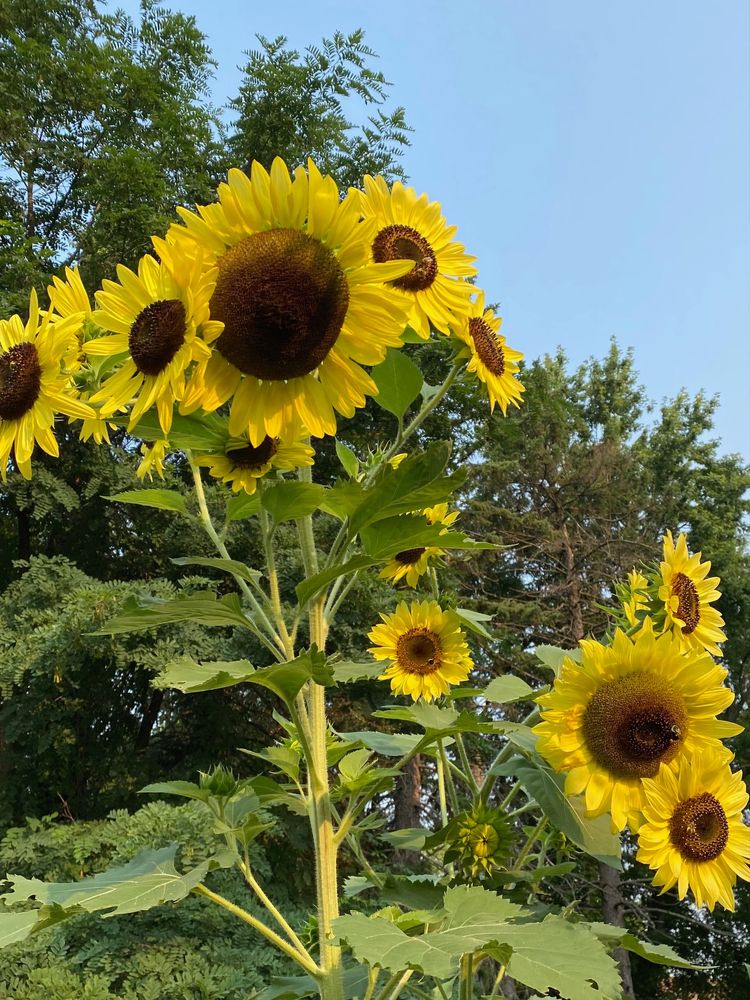 just so many sunflowers. so many of them