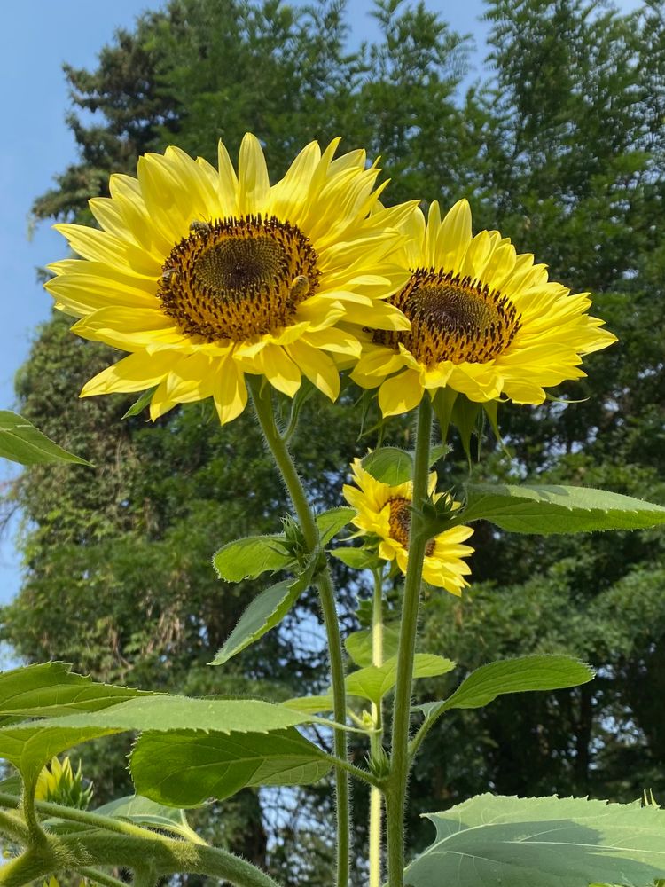 more bees enjoying even more sunflowers