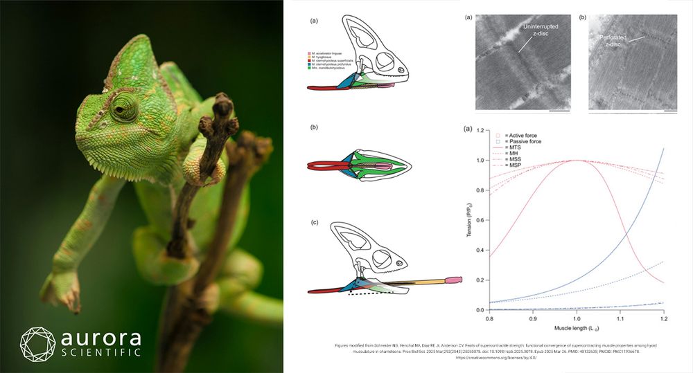 Chameleon muscle adaptations