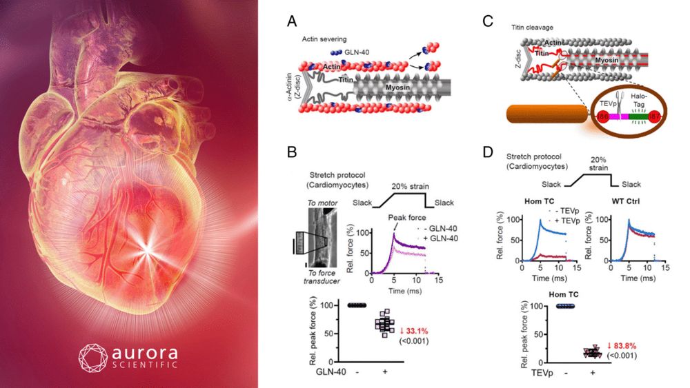New publication review: "A Change of Heart: Novel Cardiac Findings"