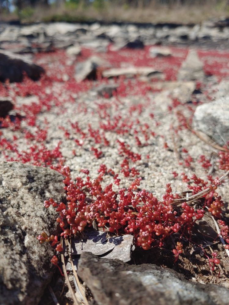 A veritable forest of tiny plants with red bud heads growing out of stark, porous gray stone