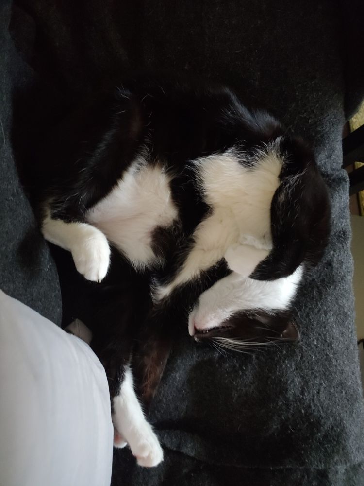 A tuxedo cat on her back, curled almost into a circle, with her right paws raised, and her back, left foot extended
