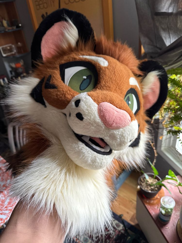 Freshly brushed and dried fursuit head. 