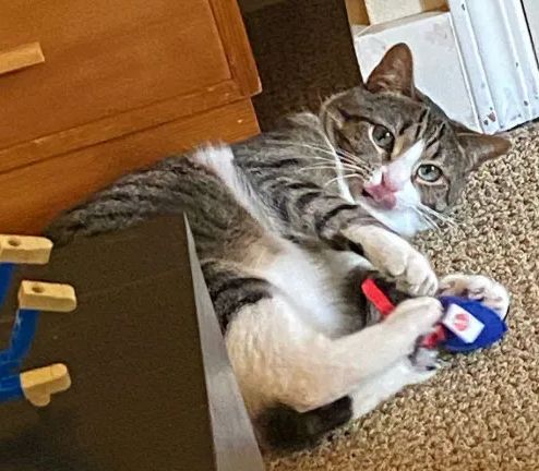 a gray tabby cat with a soft pink nose. he is mid lick laying on the floor with a blue mouse toy.