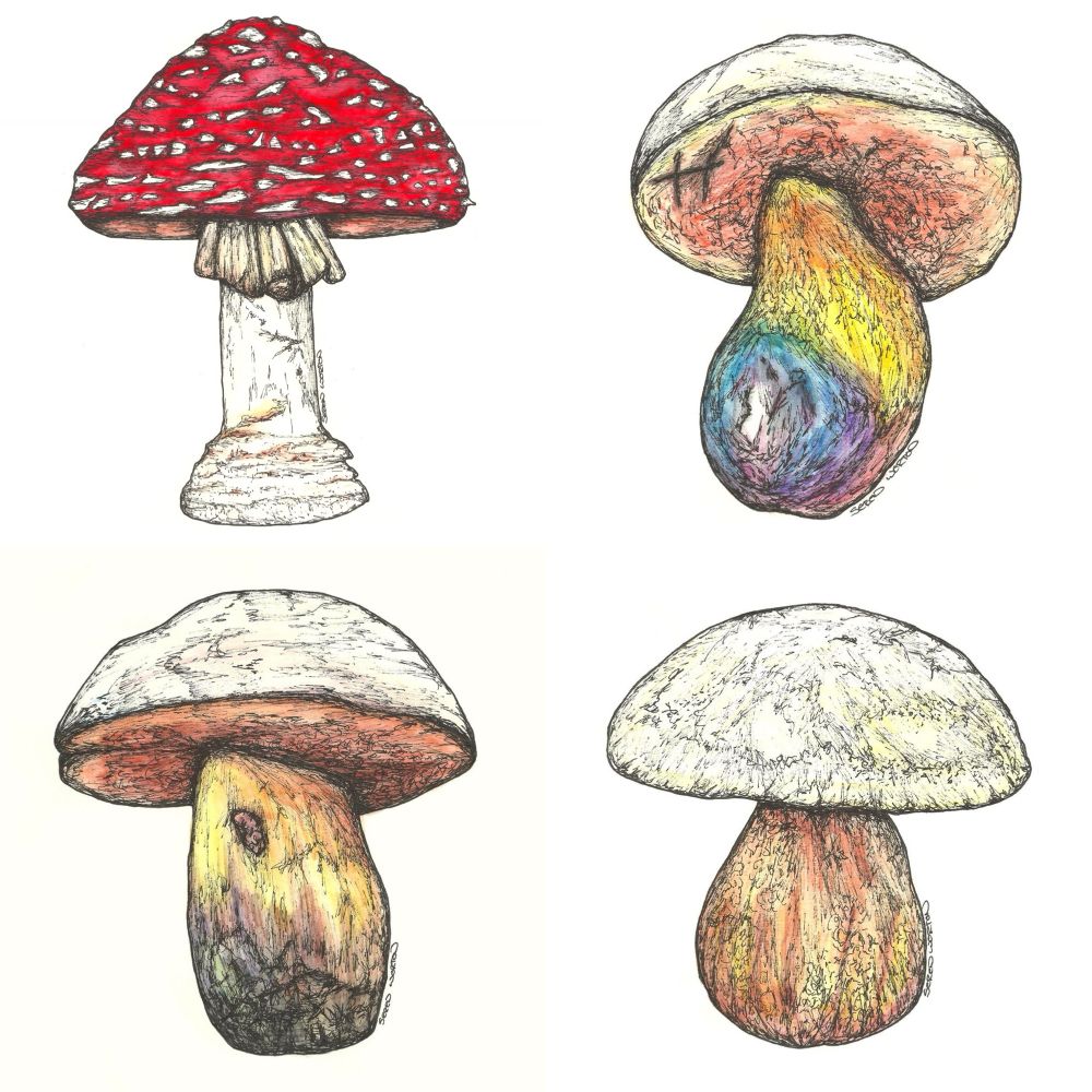 A collection of 4 fungi illustrations. 